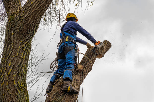 Best Tree Mulching Services  in Big Le, AK