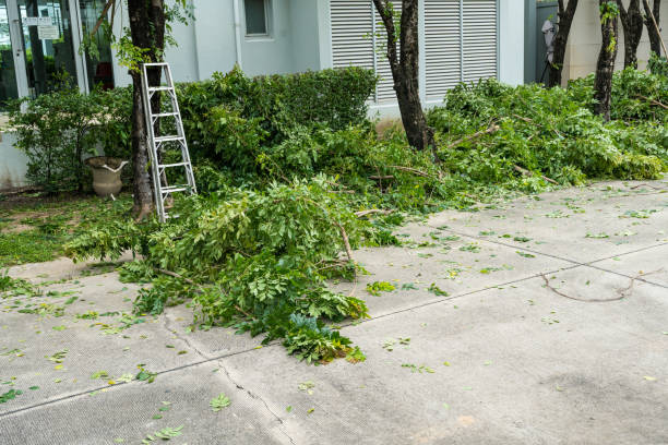 Best Tree Trimming and Pruning  in Big Le, AK