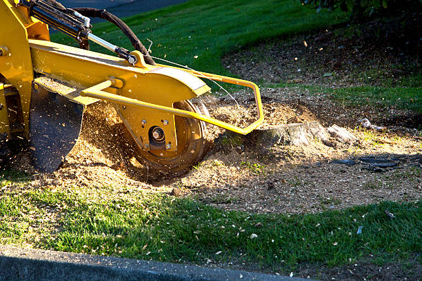 Best Storm Damage Tree Cleanup  in Big Le, AK